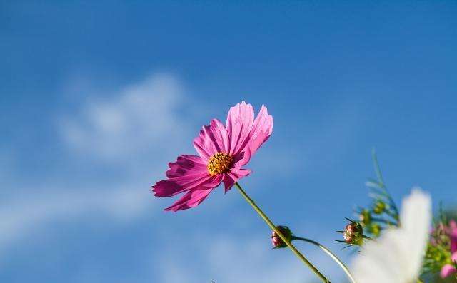 掌握這些寫作方法，完全不擔(dān)心畢業(yè)論文檢測(cè)